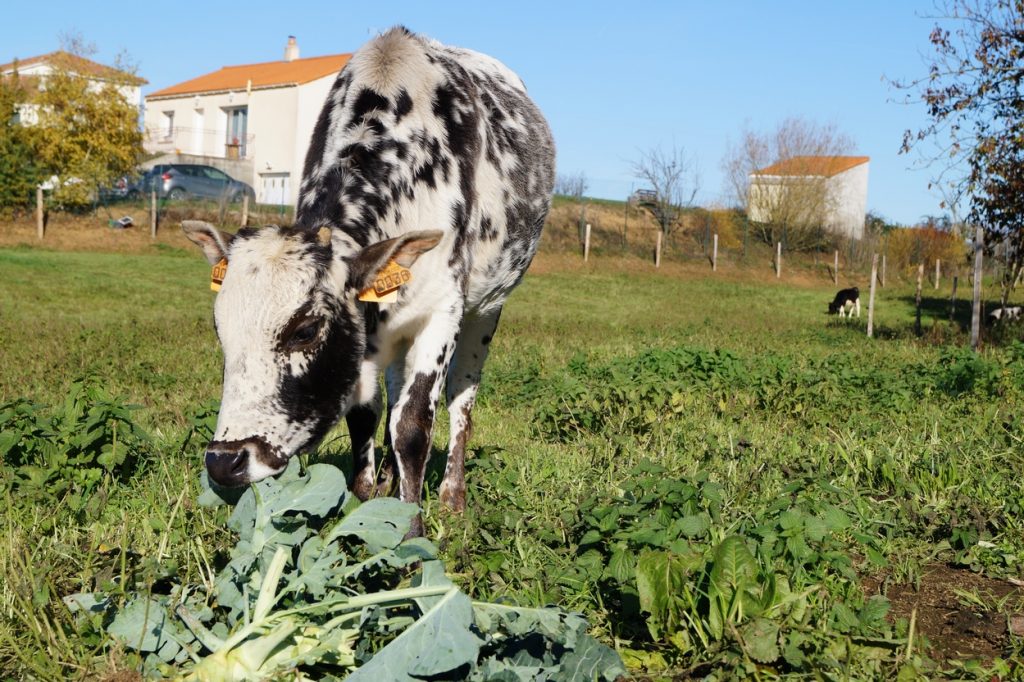 Ecopaturage