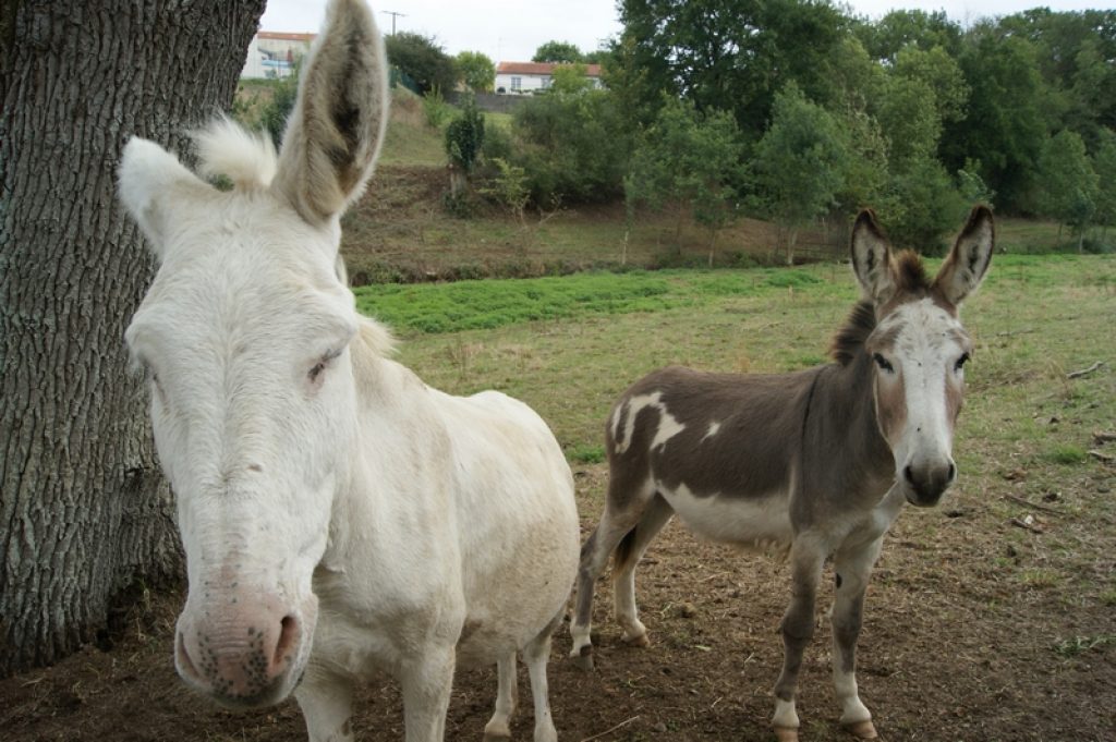 SONY DSC