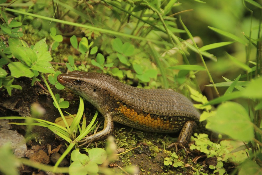 En savoir plus sur Animation reptiles