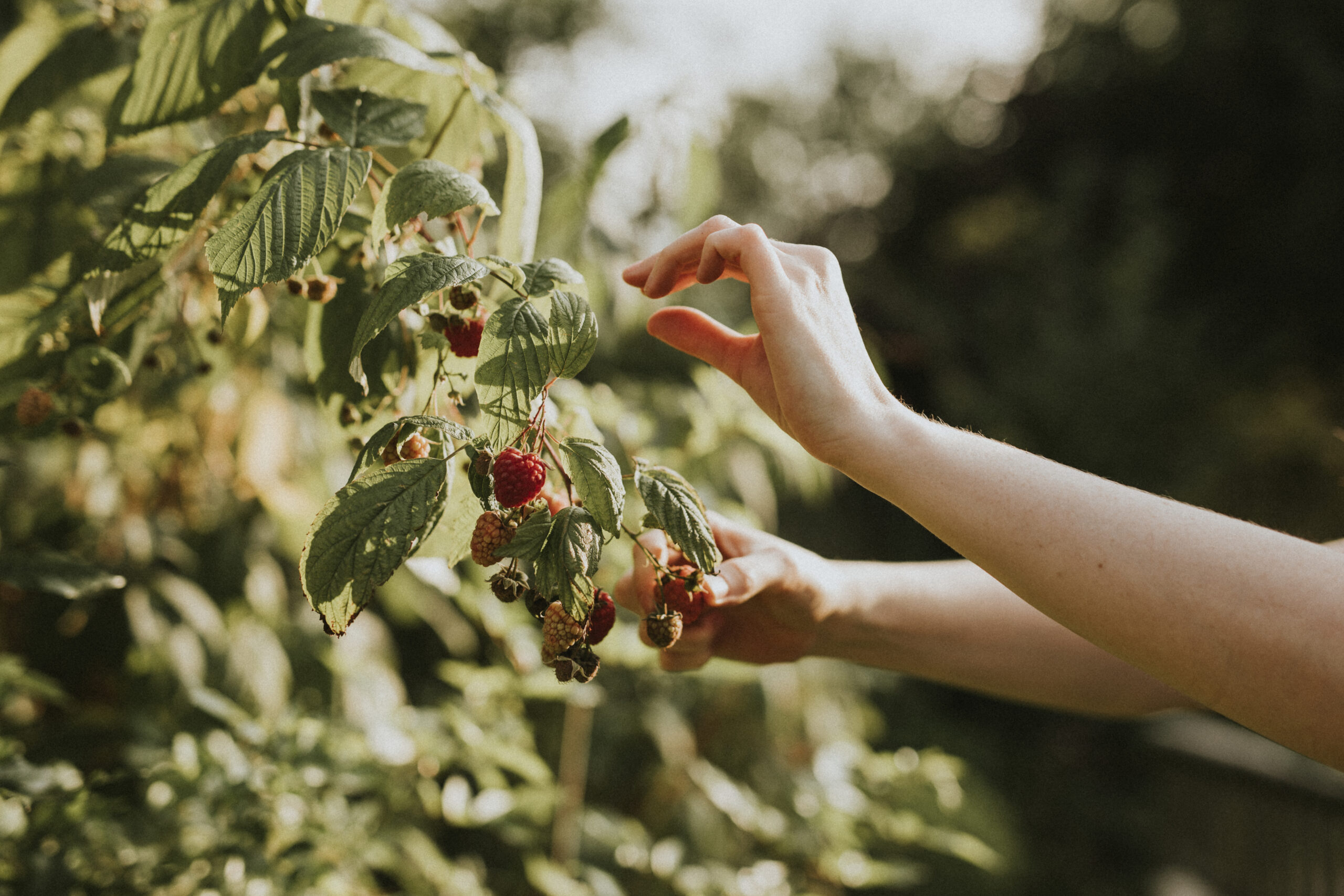 En savoir plus sur Atelier goûtons aux fruits sauvages